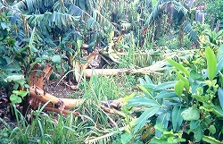 写真５　幹がぶっち切れた他のバナナ園の状況